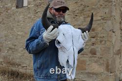 Buffalo Bison Head Skull Horns