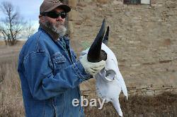 Buffalo Bison Head Skull Horns