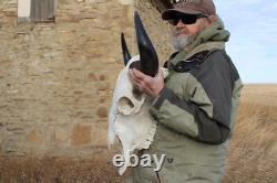 Buffalo Bison Head Skull Horns