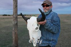 Buffalo Bison Head Skull Horns