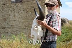 Buffalo Bison Head Skull Horns