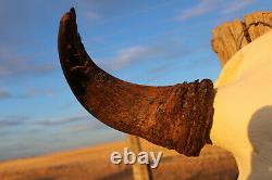 Buffalo Bison Head Skull Horns