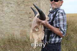 Buffalo Bison Head Skull Horns