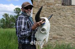 Buffalo Bison Head Skull Horns