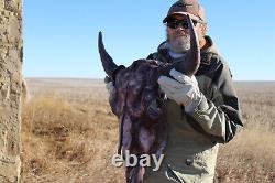 Buffalo Bison Head Skull Horns