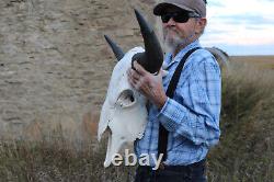 Buffalo Bison Head Skull Horns