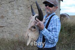 Buffalo Bison Head Skull Horns