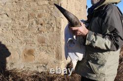 Buffalo Bison Head Skull Horns