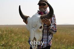 Buffalo Bison Head Skull Horns