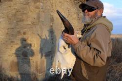 Buffalo Bison Head Skull Horns Buffalo Bison Head Skull Horns