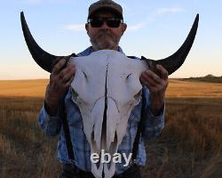 Buffalo Bison Head Skull Horns