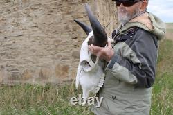Buffalo Bison Head Skull Horns