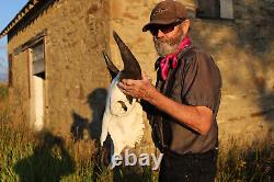 Buffalo Bison Head Skull Horns