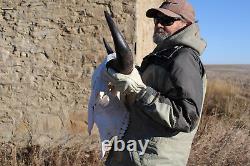 Buffalo Bison Head Skull Horns