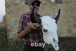 Buffalo Bison Head Skull Horns