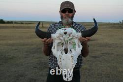 Buffalo Bison Head Skull Horns