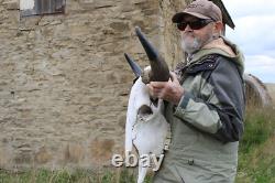 Buffalo Bison Head Skull Horns