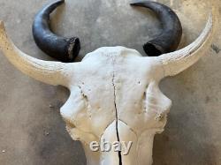 Buffalo Bison Head Skull Horns
