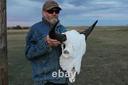 Buffalo Bison Head Skull Horns