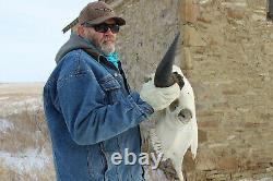 Buffalo Bison Head Skull Horns