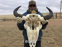 Buffalo Bison Head Skull Horns