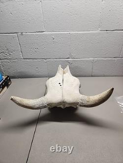 Buffalo Bison Head Skull Horns