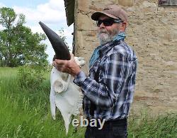 Buffalo Bison Head Skull Horns