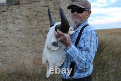 Buffalo Bison Head Skull Horns