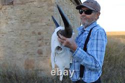 Buffalo Bison Head Skull Horns