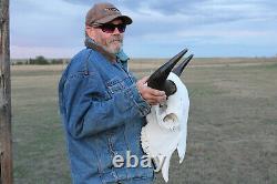 Buffalo Bison Head Skull Horns