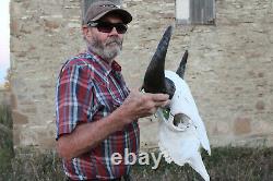 Buffalo Bison Head Skull Horns