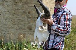 Buffalo Bison Head Skull Horns