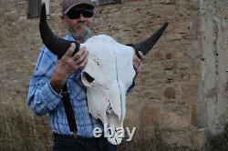 Buffalo Bison Head Skull Horns