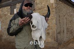 Buffalo Bison Head Skull Horns