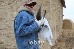 Buffalo Bison Head Skull Horns