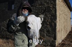 Buffalo Bison Head Skull Horns