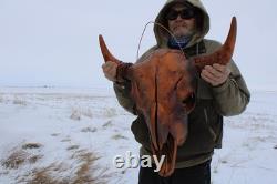 Buffalo Bison Head Skull Horns