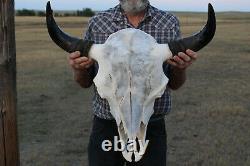 Buffalo Bison Head Skull Horns