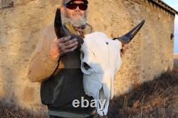Buffalo Bison Head Skull Horns