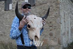 Buffalo Bison Head Skull Horns