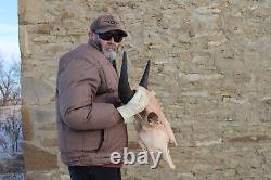 Buffalo Bison Head Skull Horns