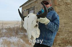 Buffalo Bison Head Skull Horns