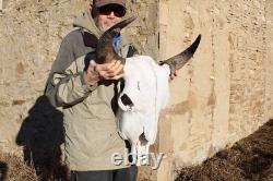 Buffalo Bison Head Skull Horns