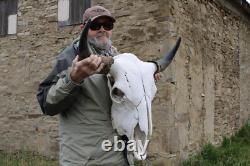Buffalo Bison Head Skull Horns