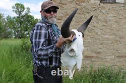 Buffalo Bison Head Skull Horns