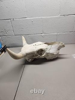 Buffalo Bison Head Skull Horns