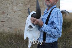 Buffalo Bison Head Skull Horns