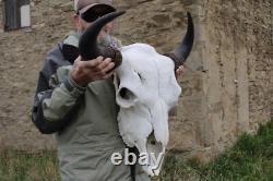 Buffalo Bison Head Skull Horns
