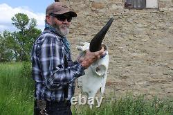 Buffalo Bison Head Skull Horns