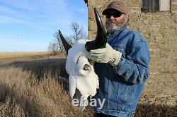 Buffalo Bison Head Skull Horns